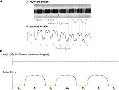 Gaining new understanding of sarcomere length non-uniformities in skeletal muscles